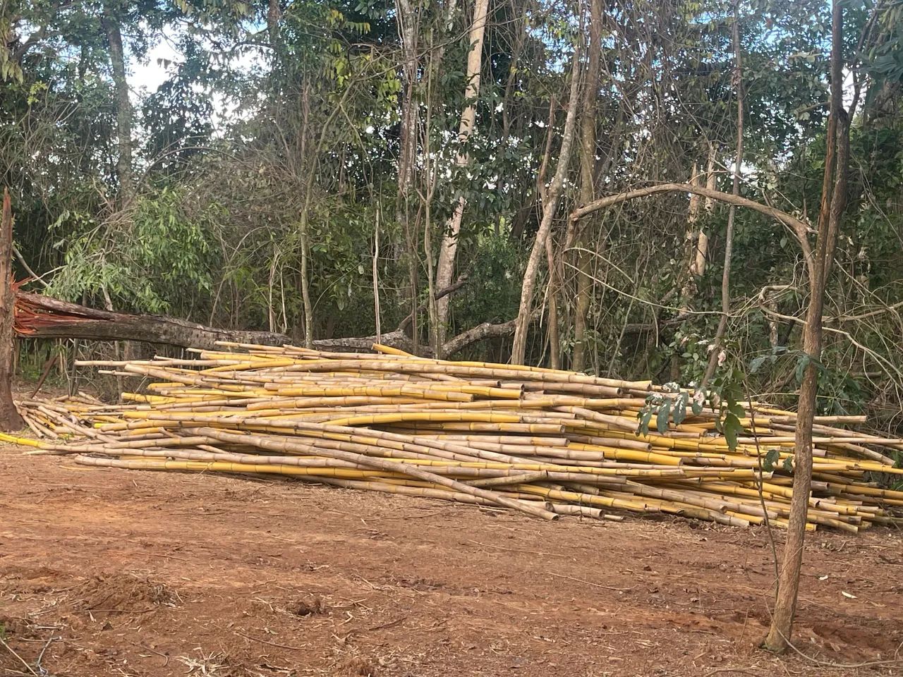BAMBU GIGANTE mil varas  doação 