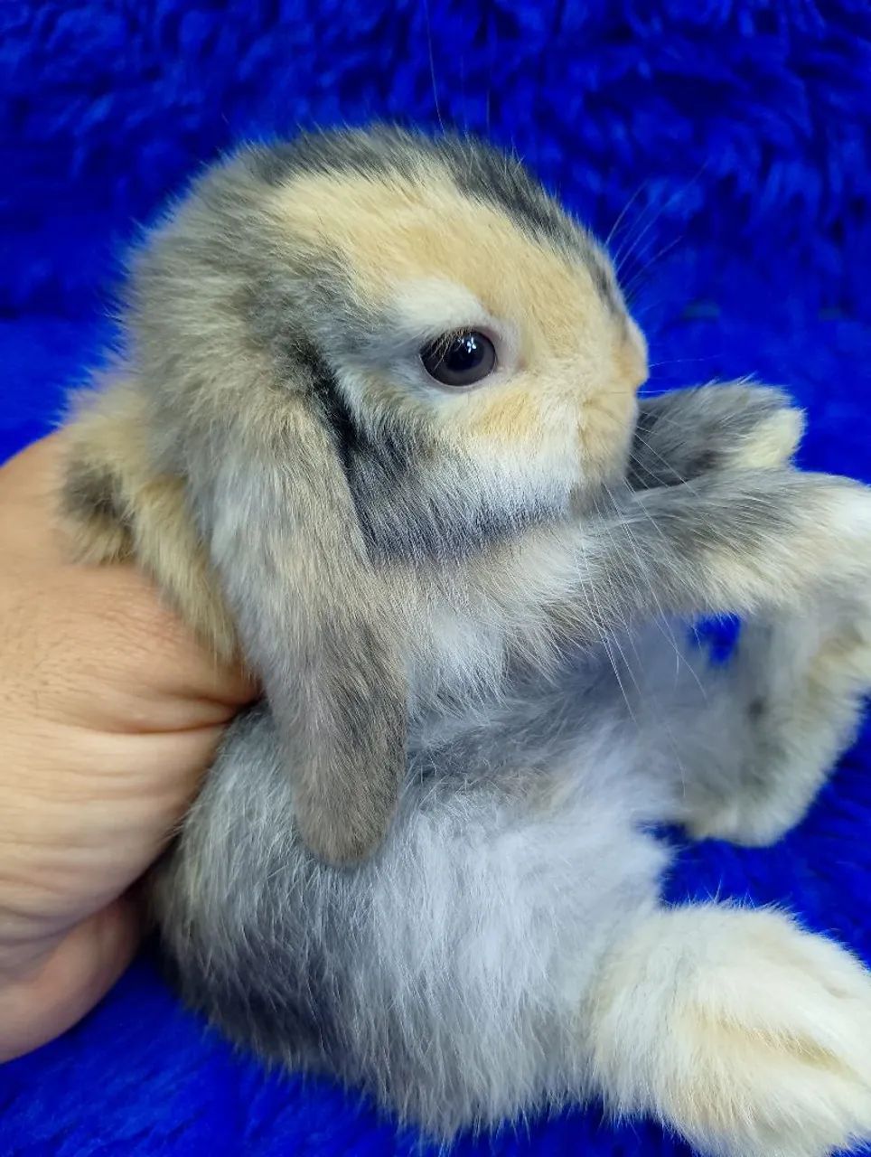 Mini coelho lop Uruguai alerquin  - Foto 3