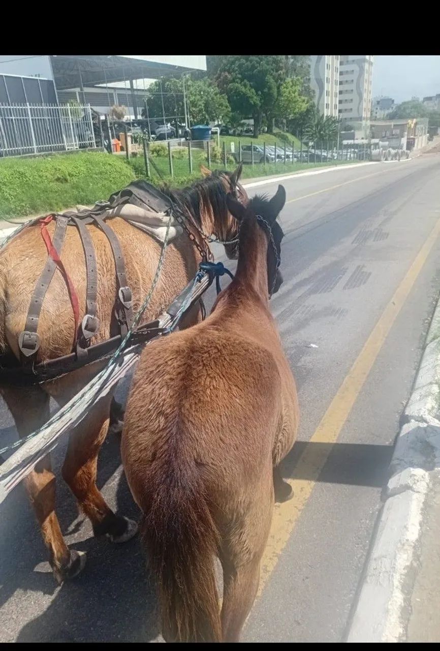Pordo pra vender rápido e barato  - Foto 2