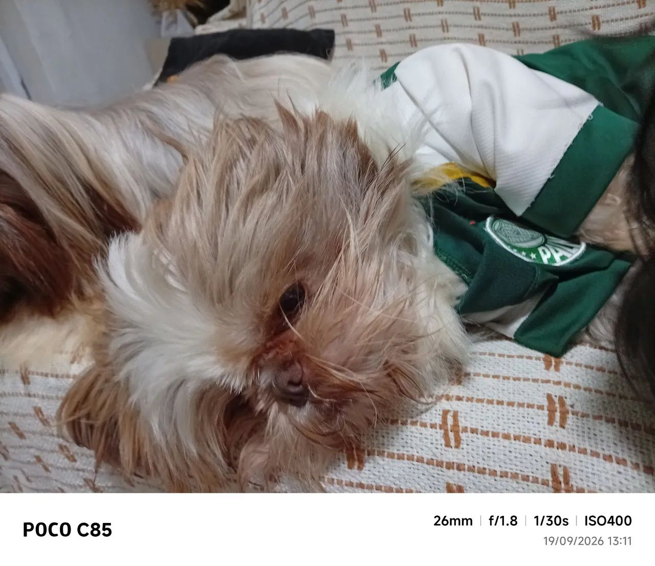 Cachorro  - Foto 4