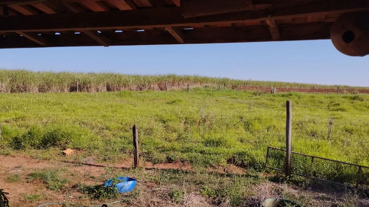 Vende-se sítio em Centenário do Sul - Foto 5