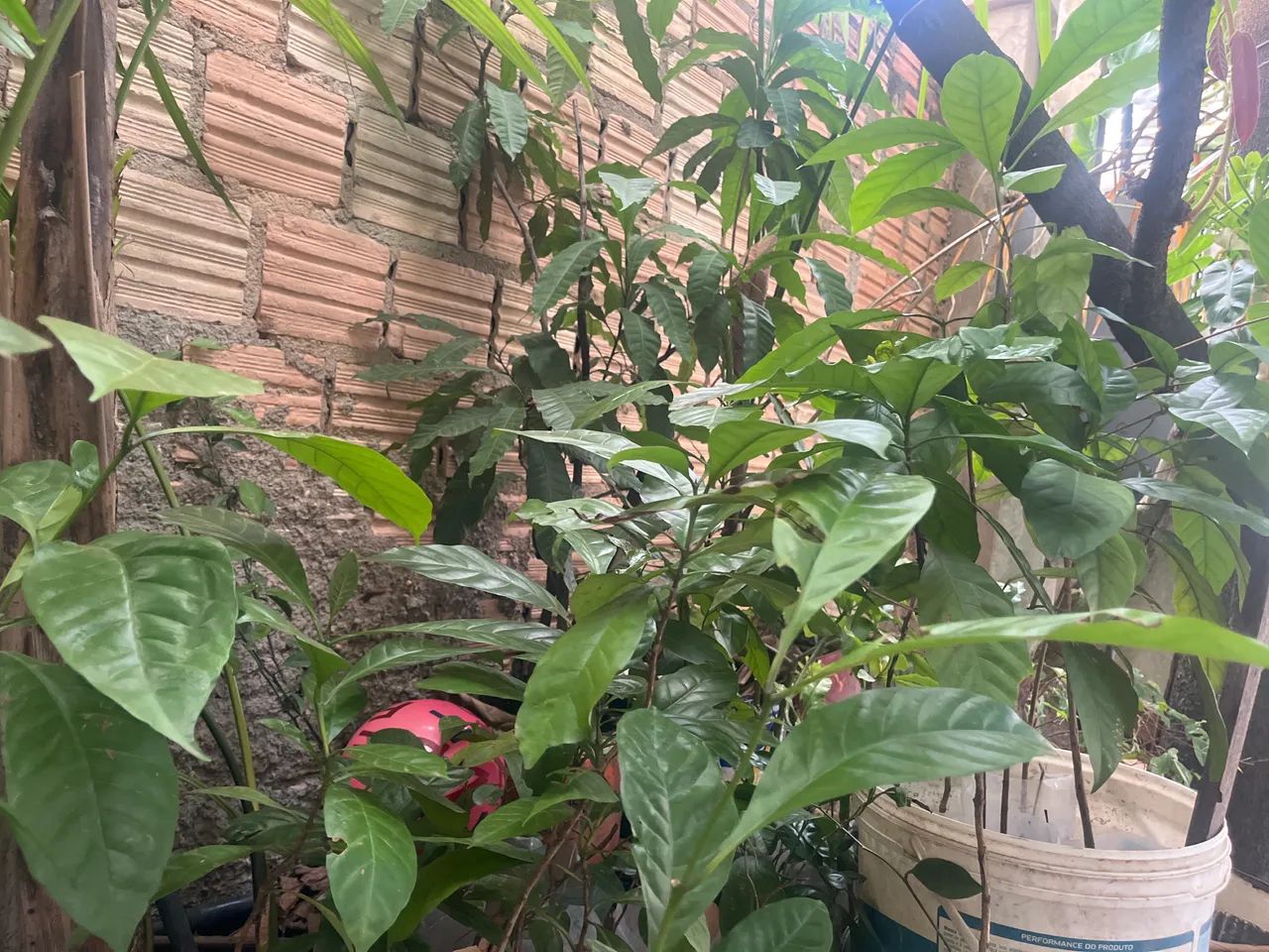 Vende se mudas de café  - Foto 2