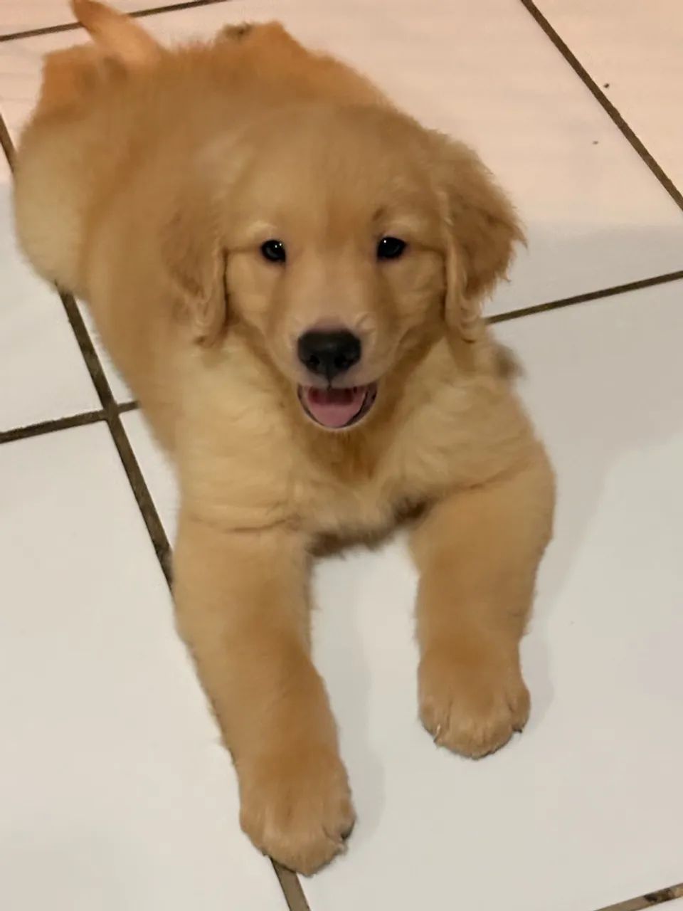 Golden Retriever com Pedigree