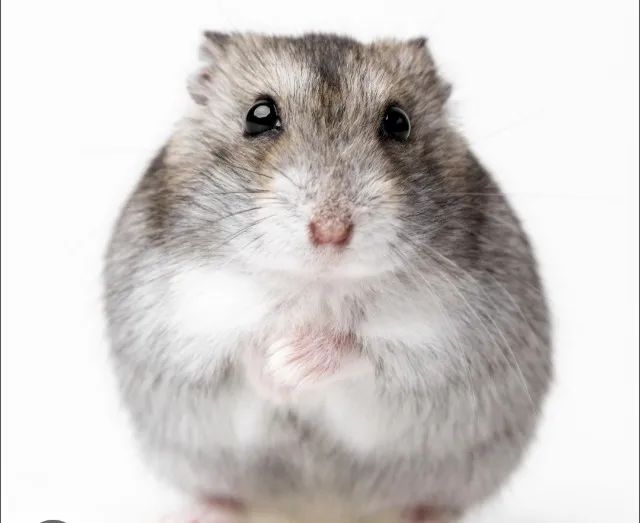 Hamster Russo Anão