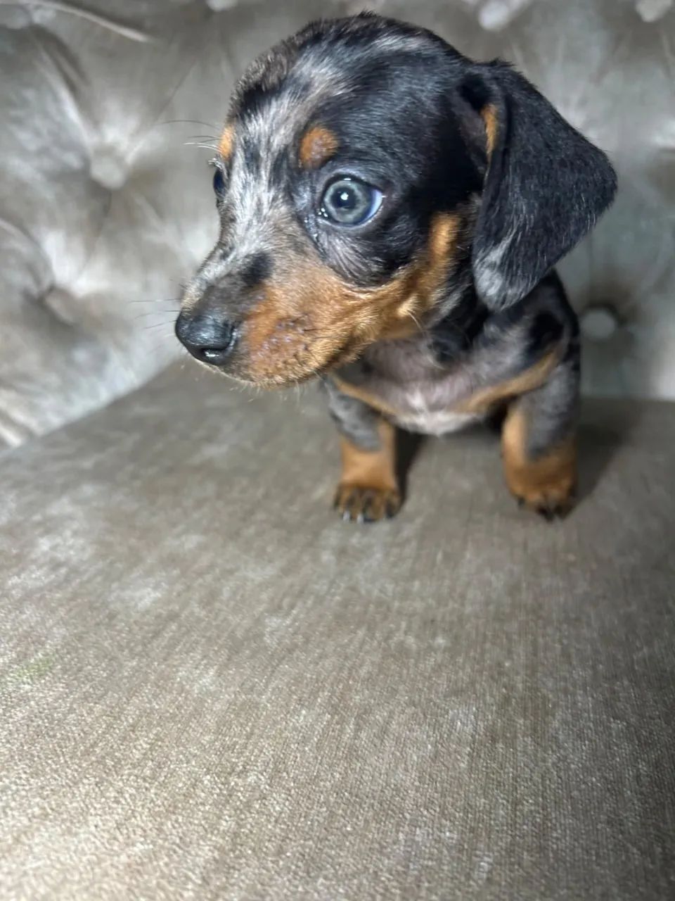 Salsichinha / Teckel / Dachshund - Foto 4