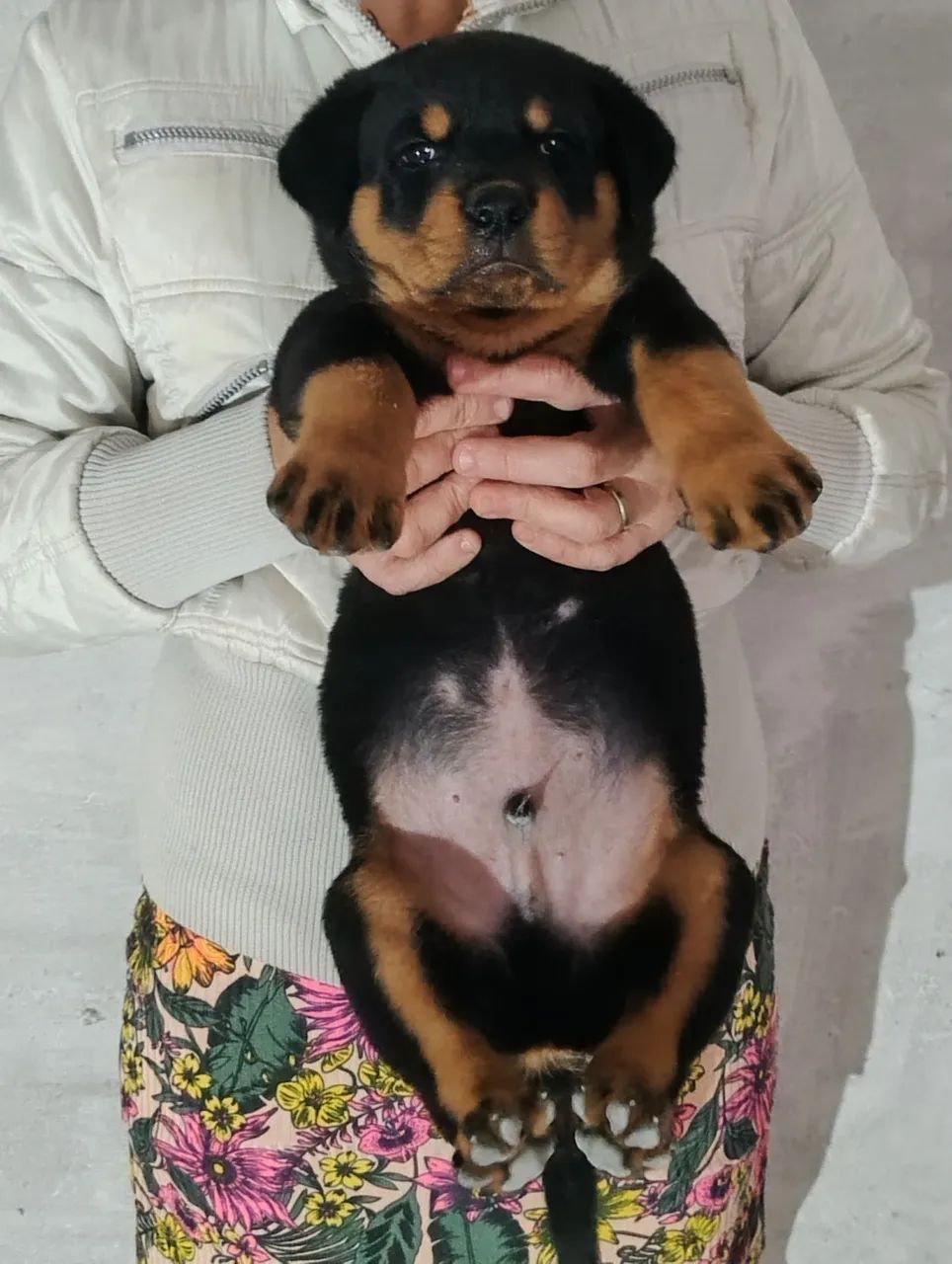 Rottweiler 