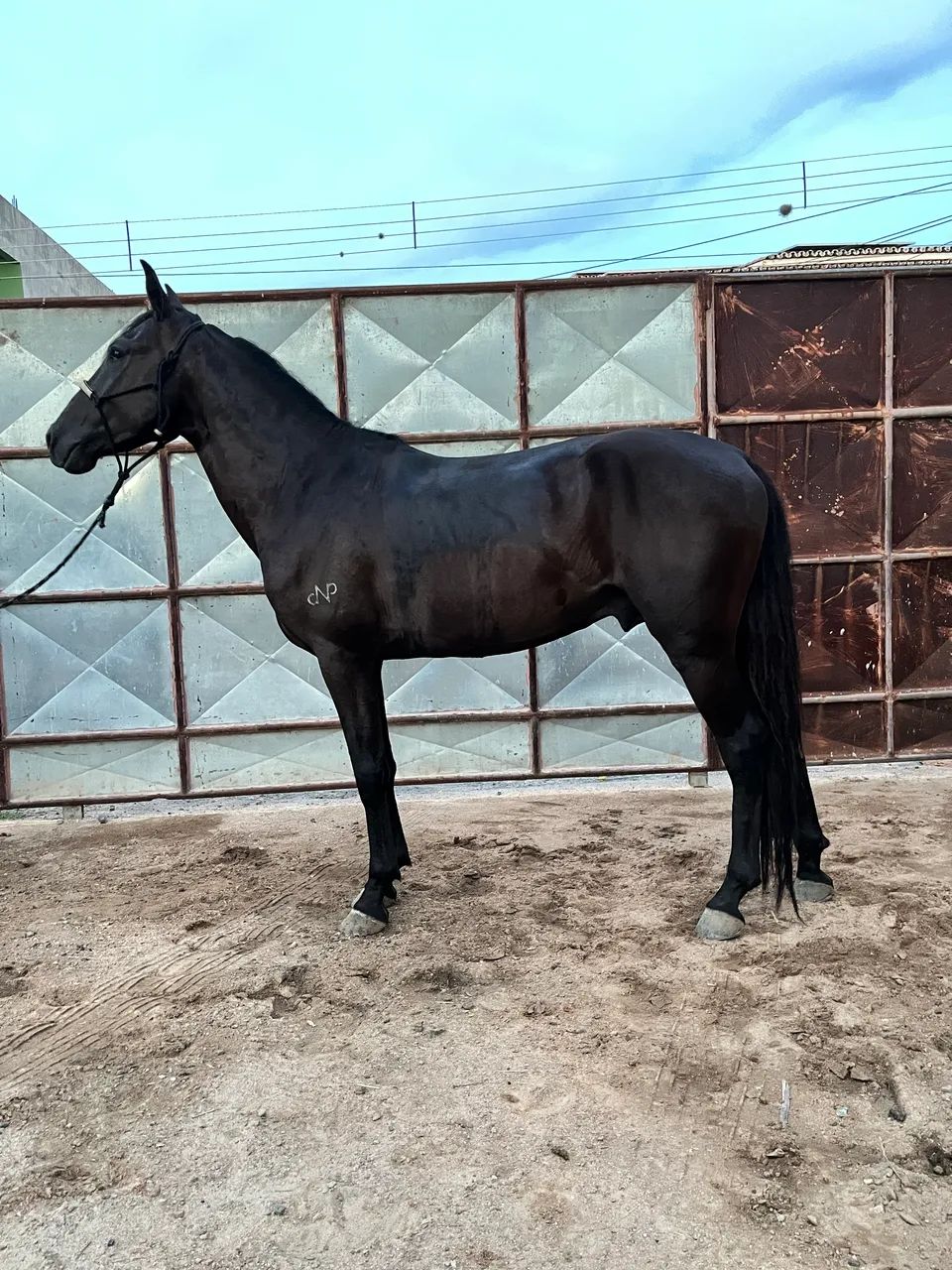 Cavalo - Foto 3
