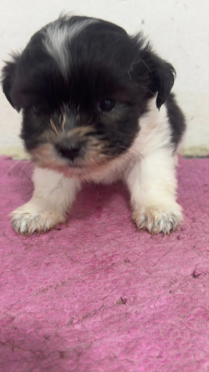 Filhote de shitzu  - Foto 3