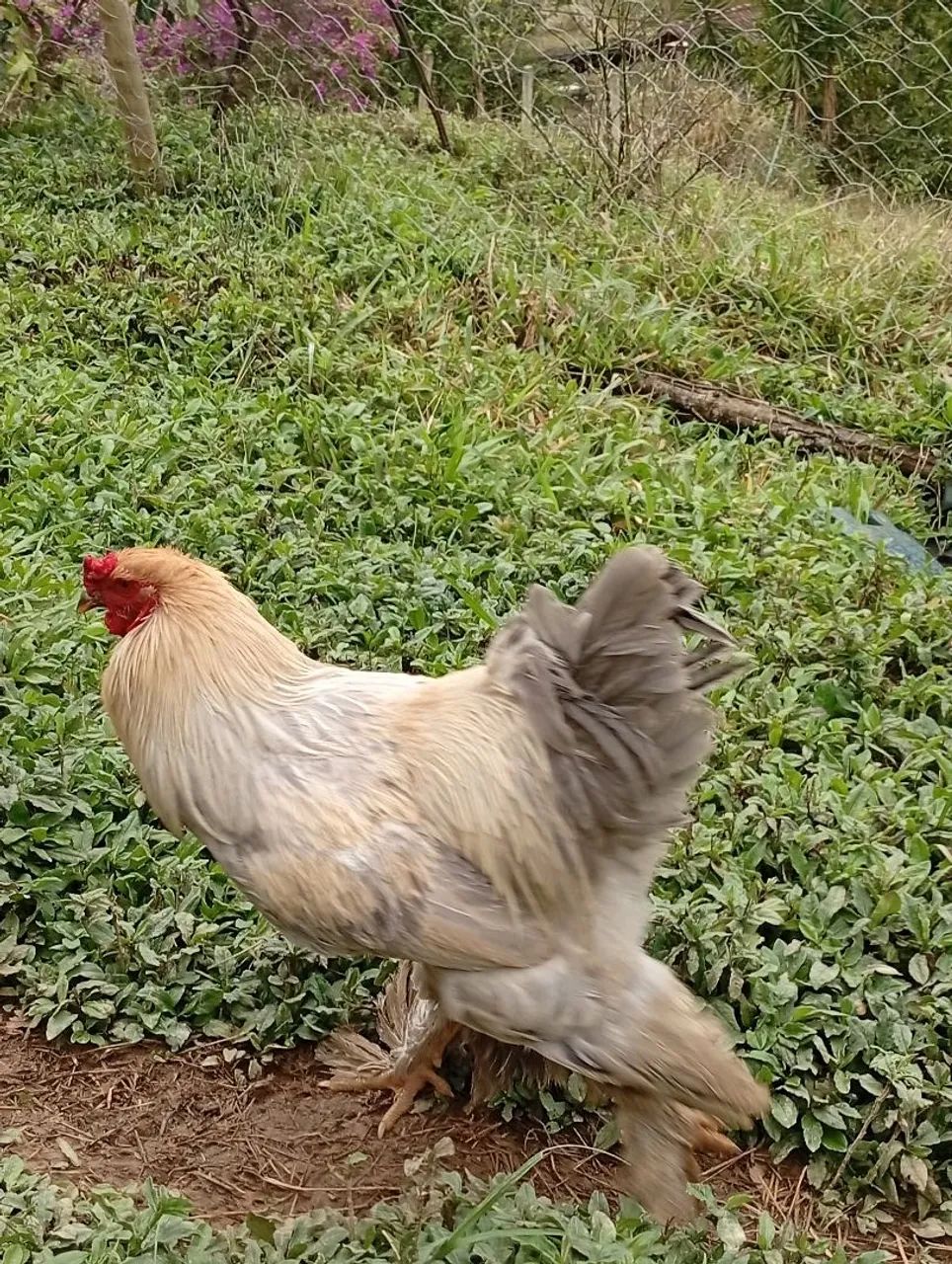 Galos brahmas - Foto 3