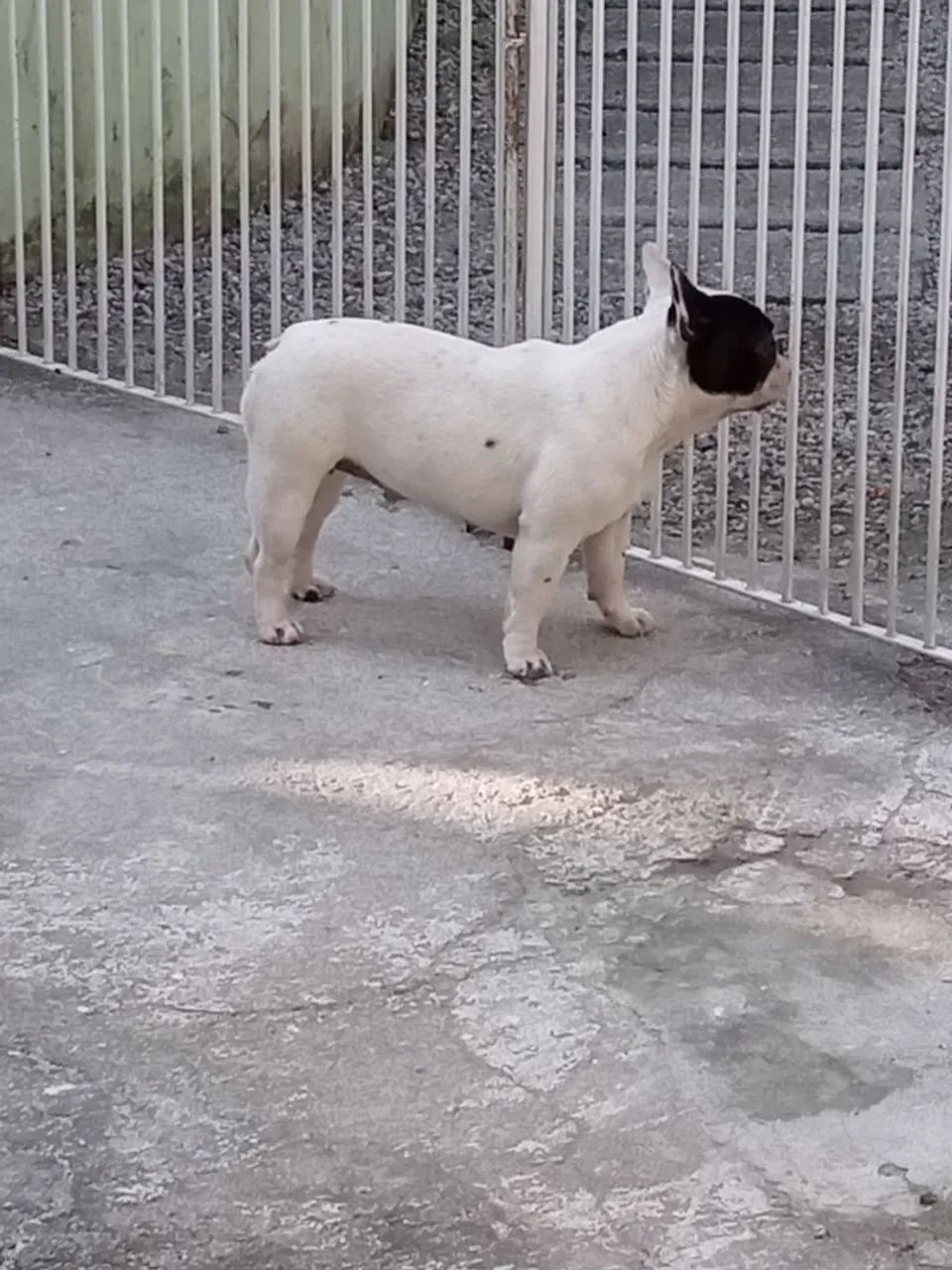Bulldog francês - Foto 4