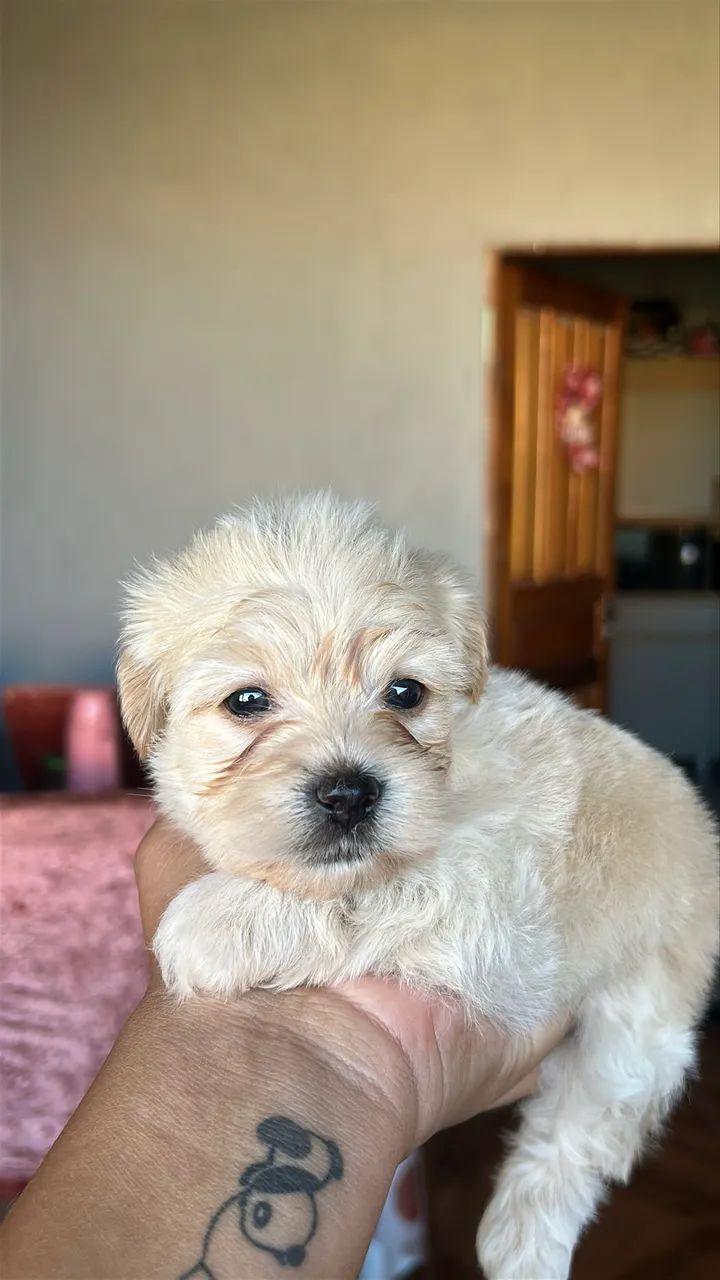 Macho maltês 
