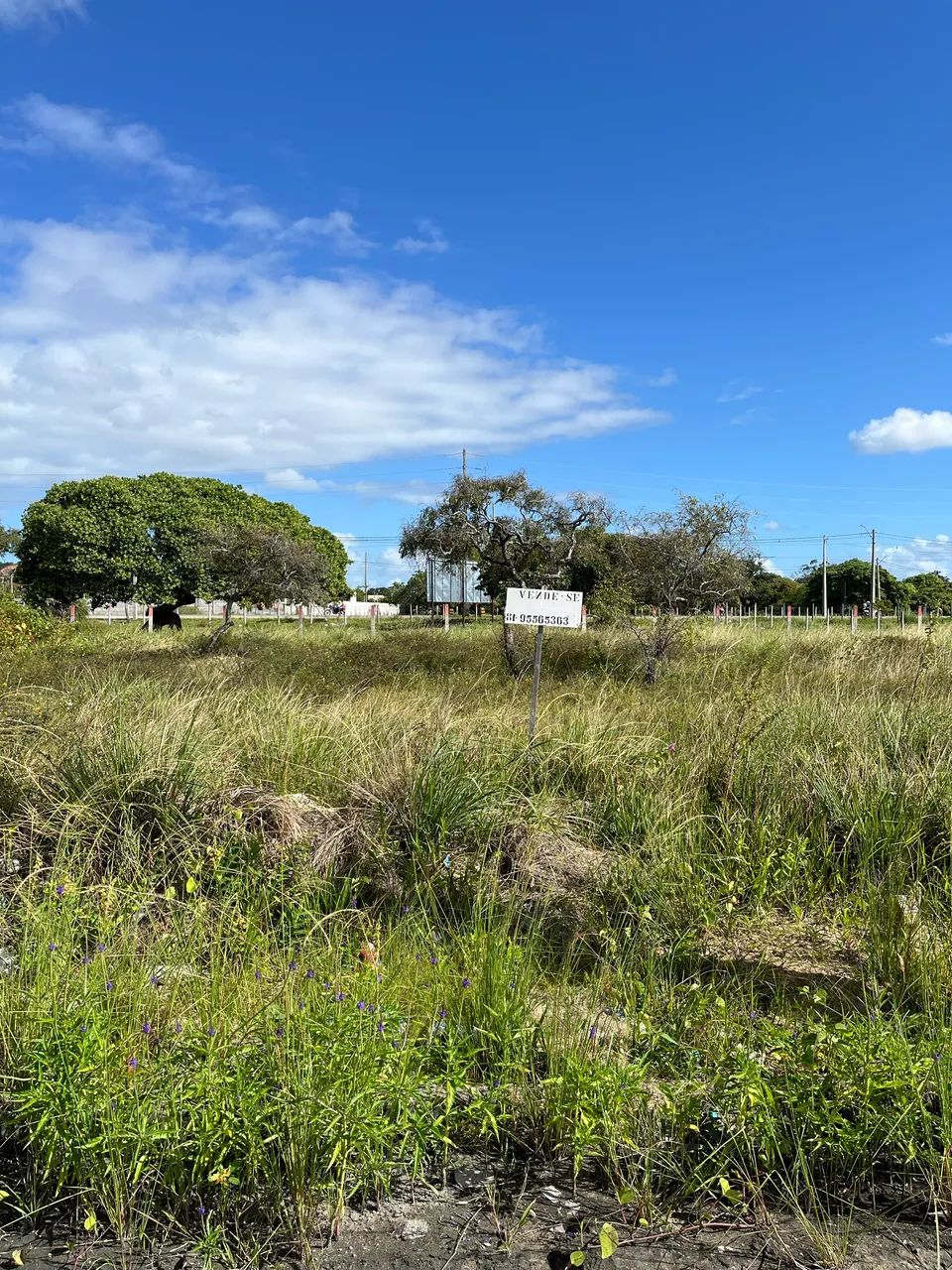 **TERRENO EM TAMANDARÉ**  - Foto 4