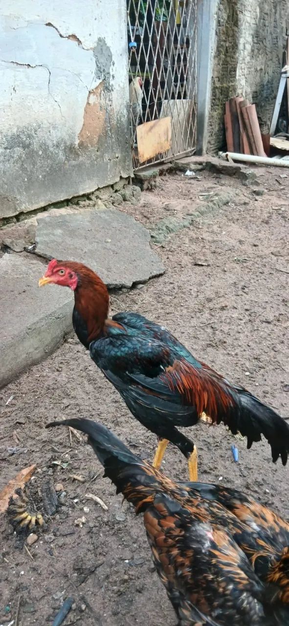 Frango de raça  - Foto 3