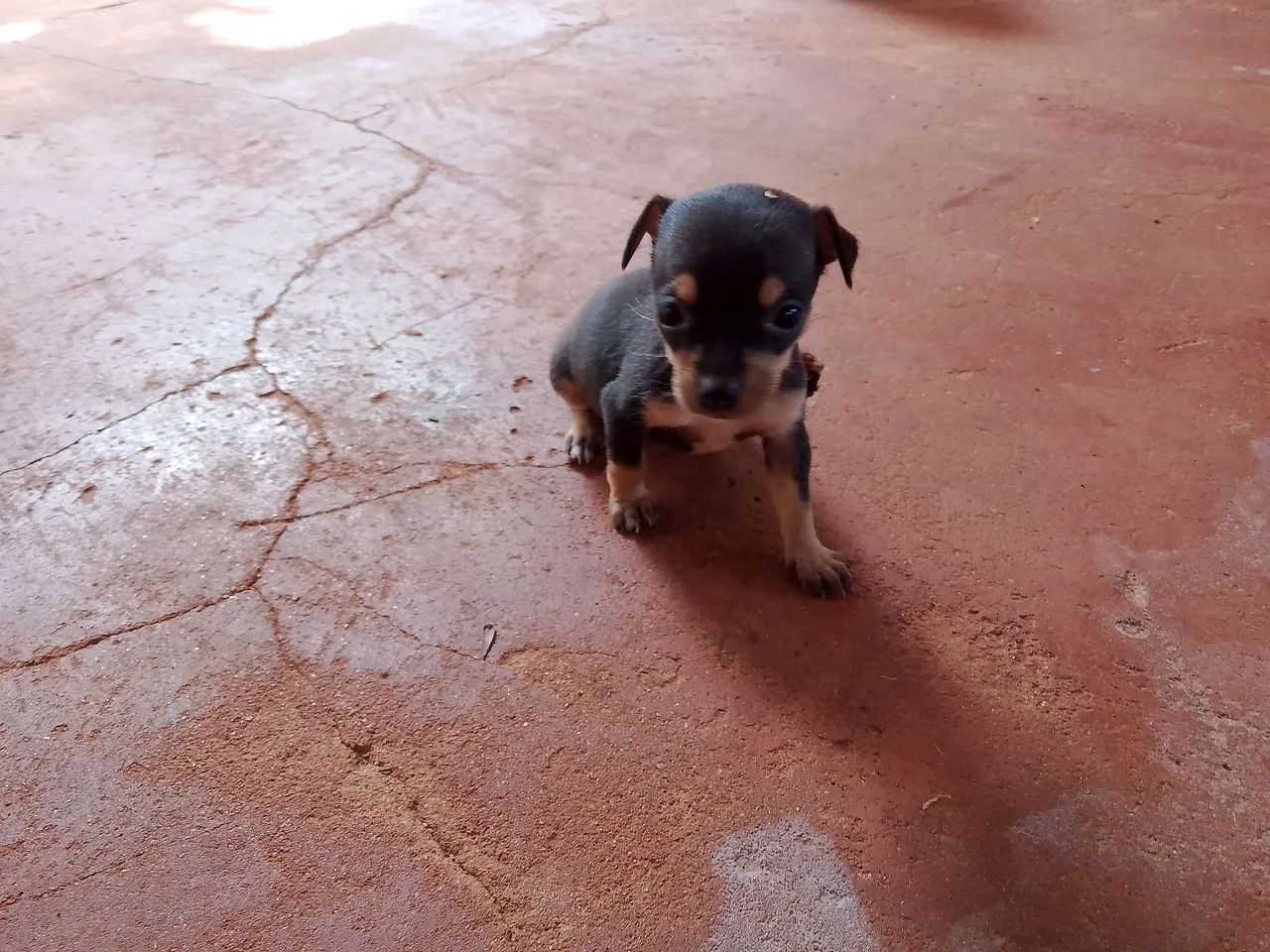 Vendo pinscher  - Foto 2
