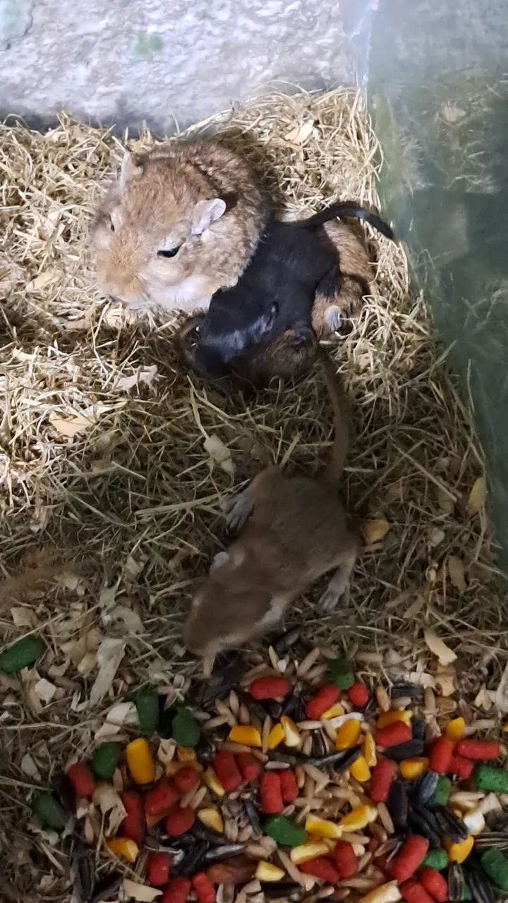 Gerbils Filhotes - Foto 3