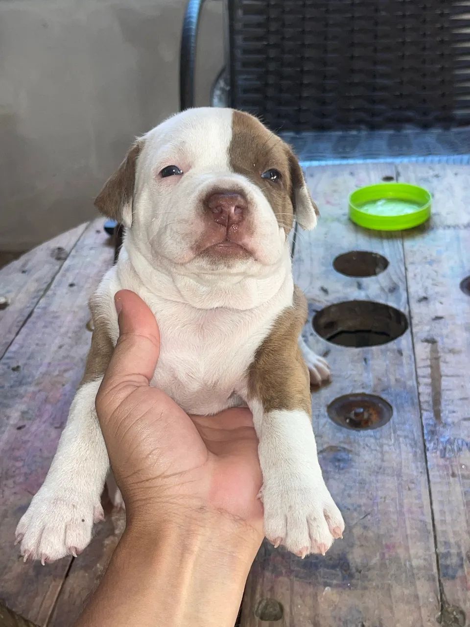 Pitbull Monster - Foto 2