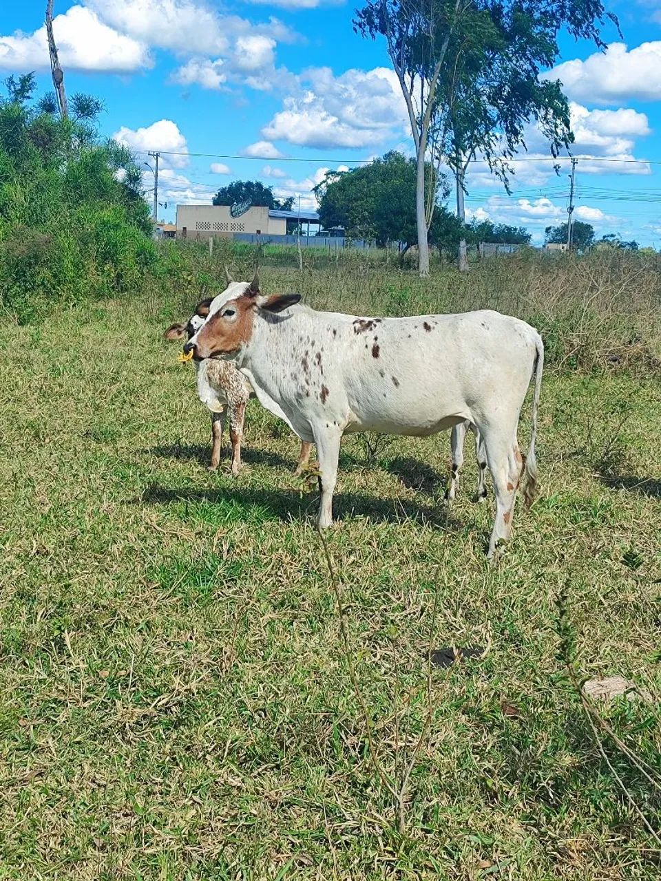 Vendo 2 bezerras 300 @ - Foto 3