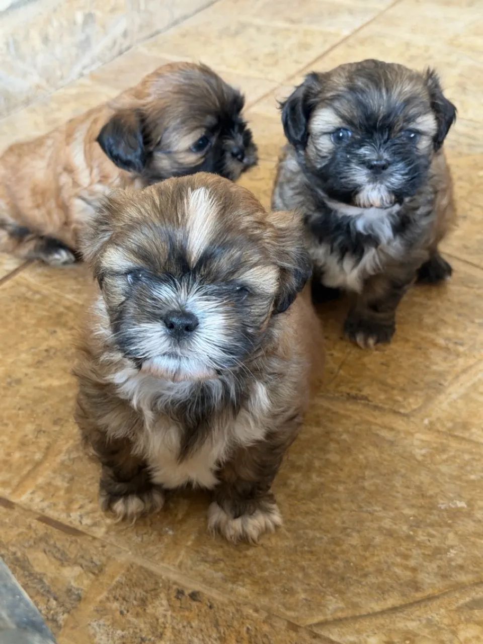 Shihtzu  - Foto 4