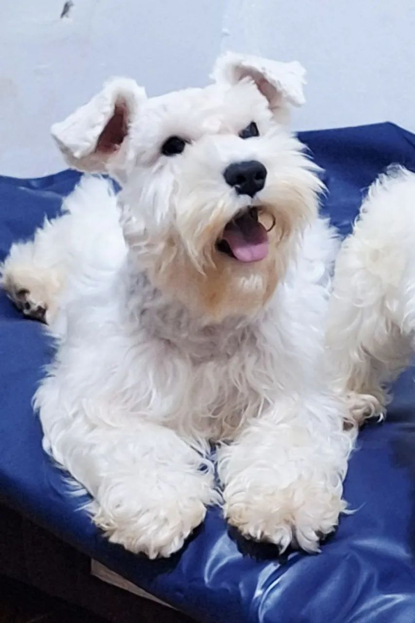 Schnauzer  - Foto 3