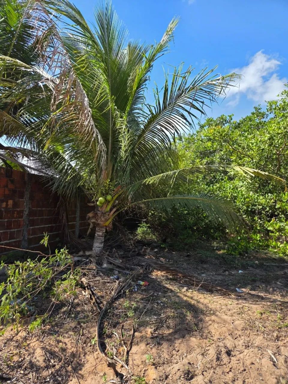 TERRENO 20X40M EM MASSARANDUBA  - Foto 5