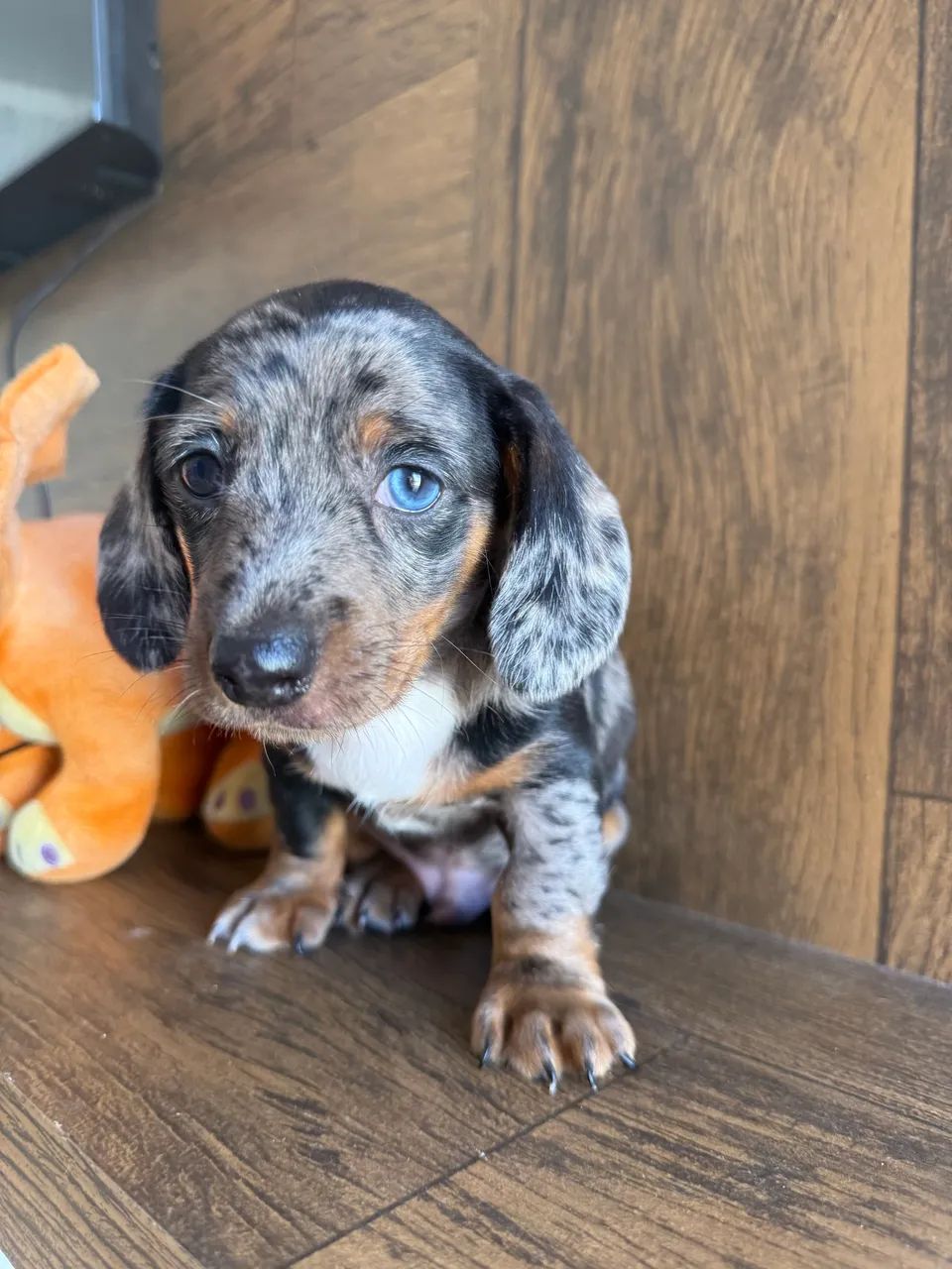 Mini Basset dachshund macho alerquin  - Foto 3