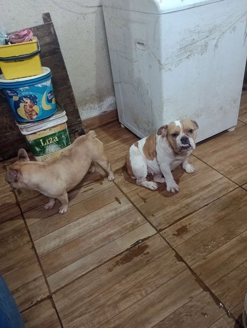 cachorro  - Foto 3