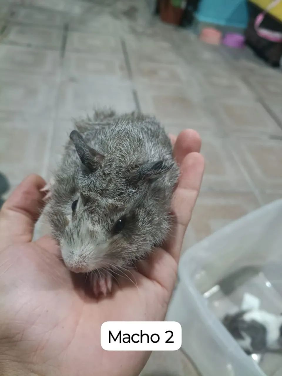 Porquinhos da índia peludos  - Foto 5