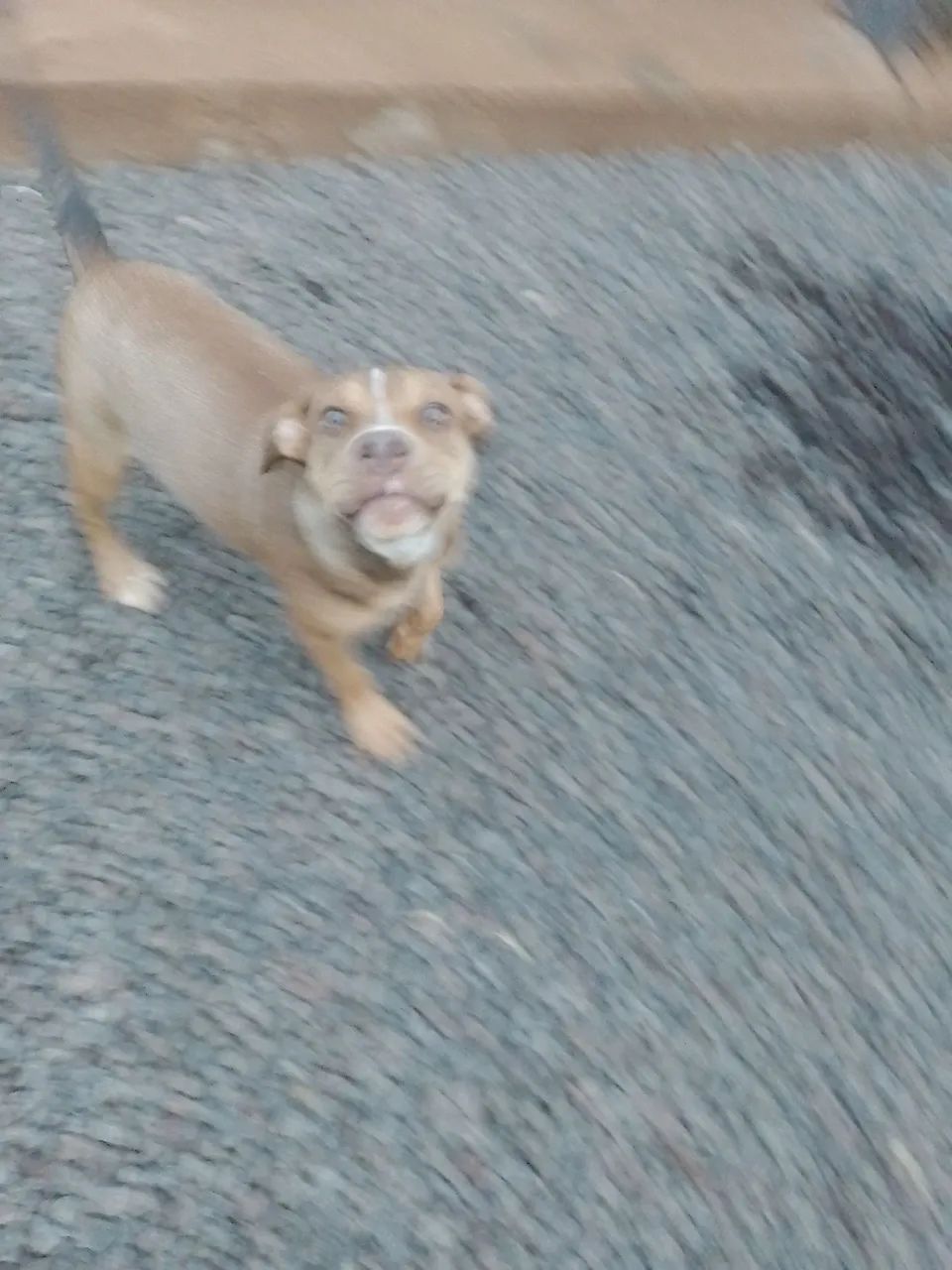 Cachorro pit bull terrier  - Foto 5