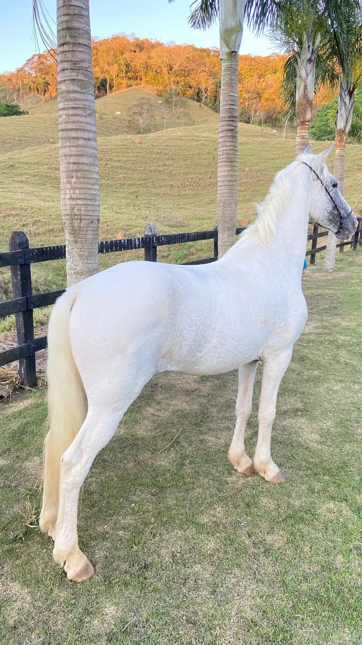 Vendo cavalo mangalarga  - Foto 2