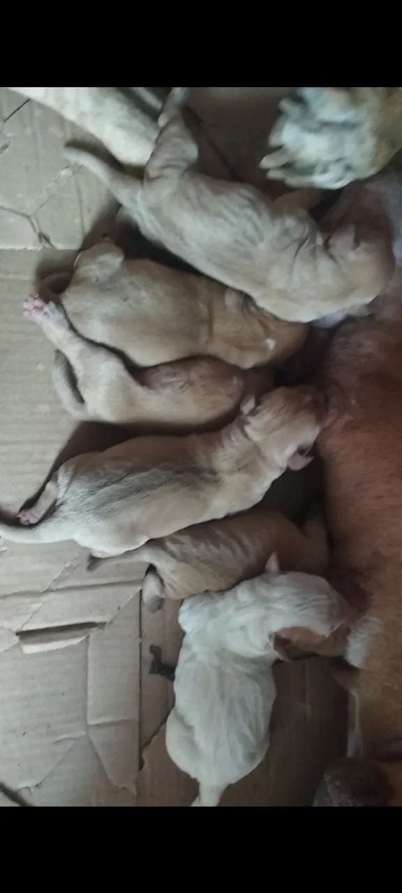 Filhotes de Pit Bull  - Foto 4