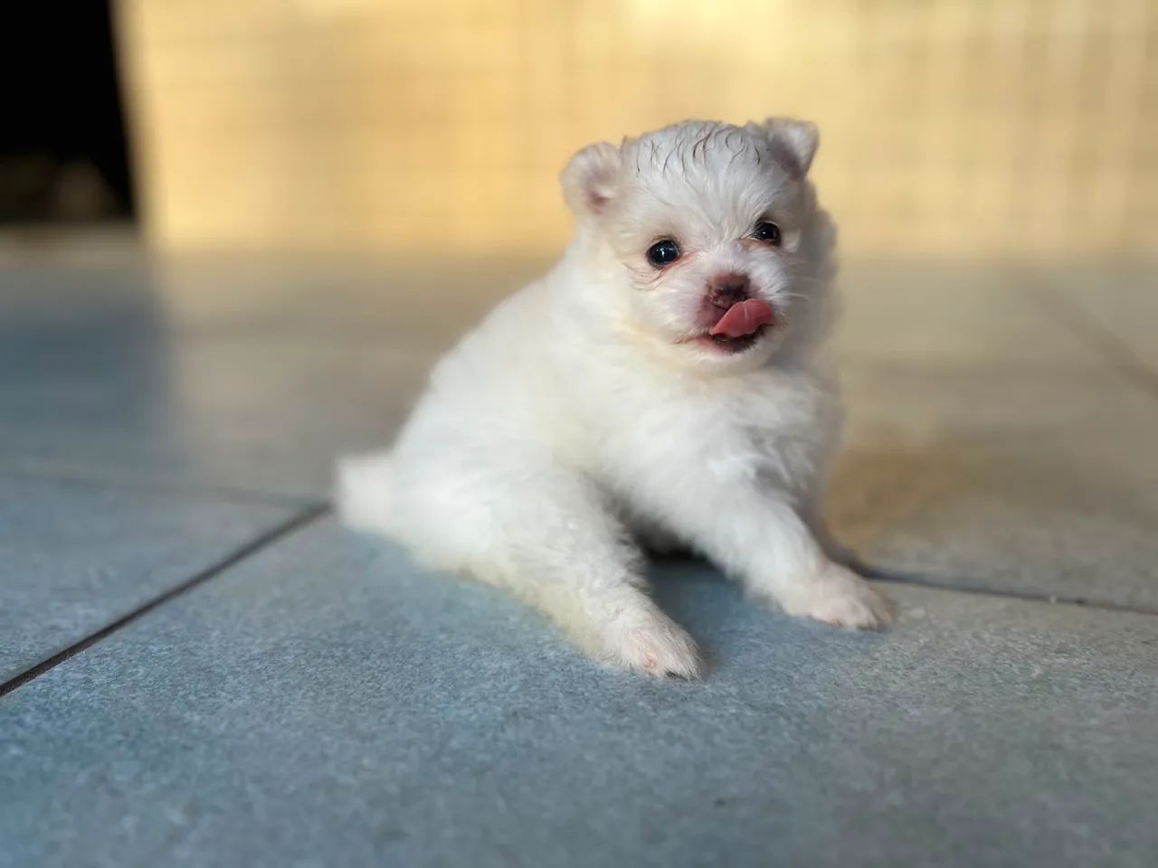 Filhotes de spitz alemão - Foto 2