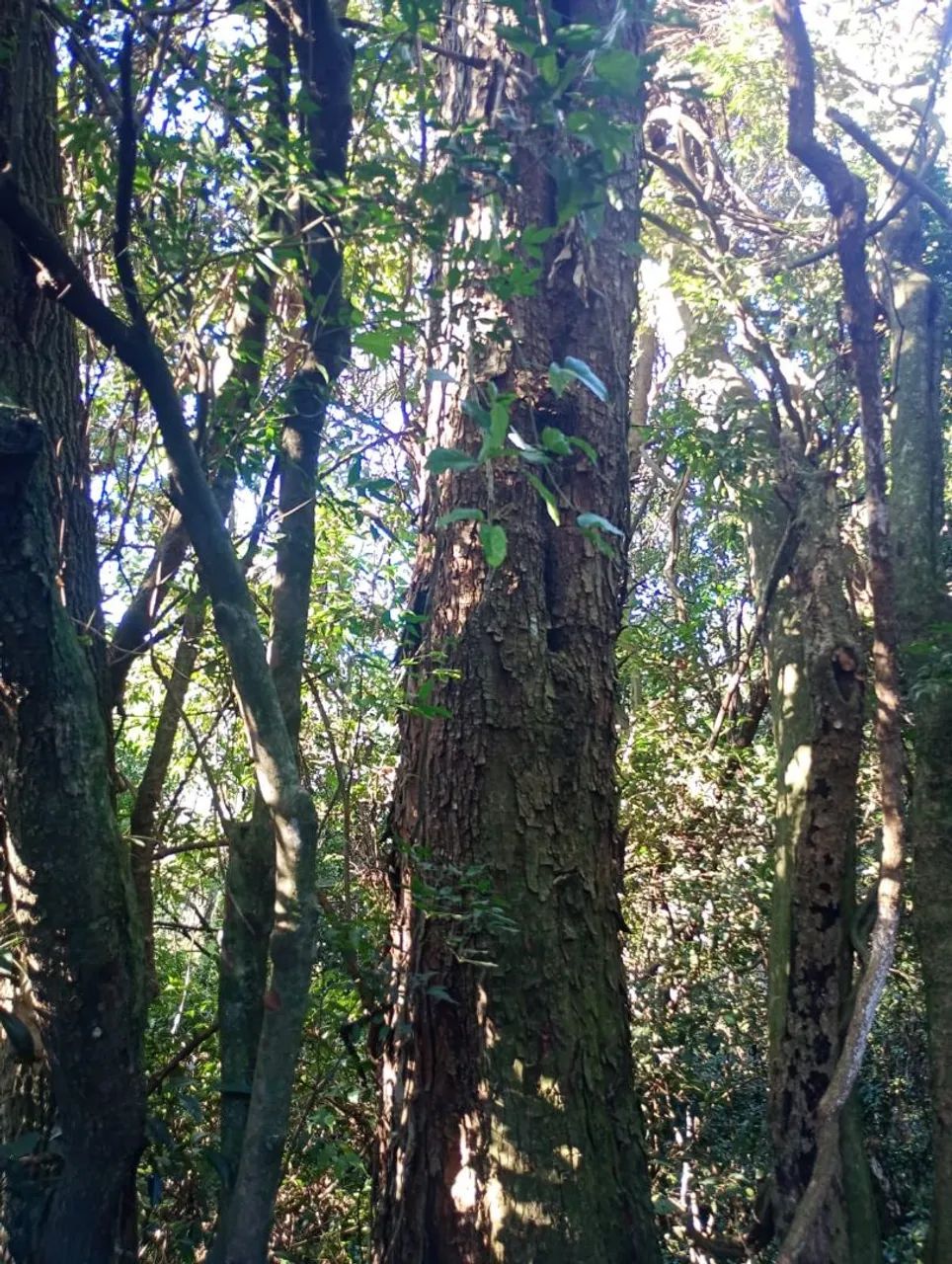 Vendo sítio localisado em  Paraná  - Foto 4