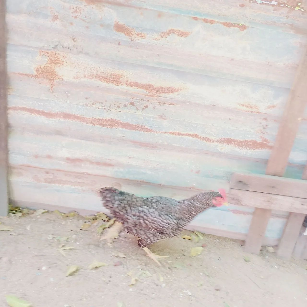 Galinha  - Foto 5