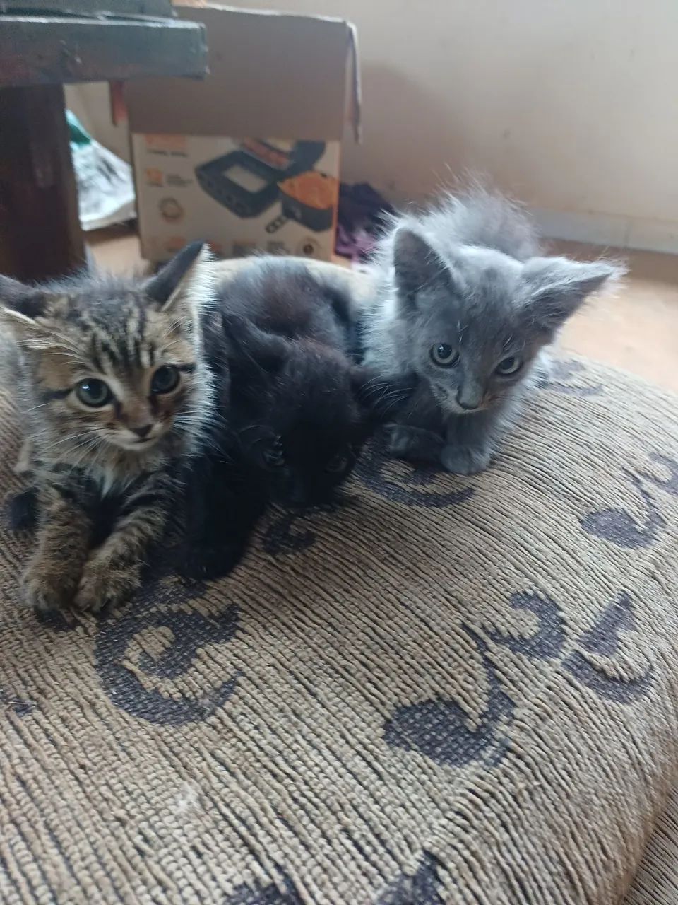 Doa-se filhotes de gato. - Foto 3