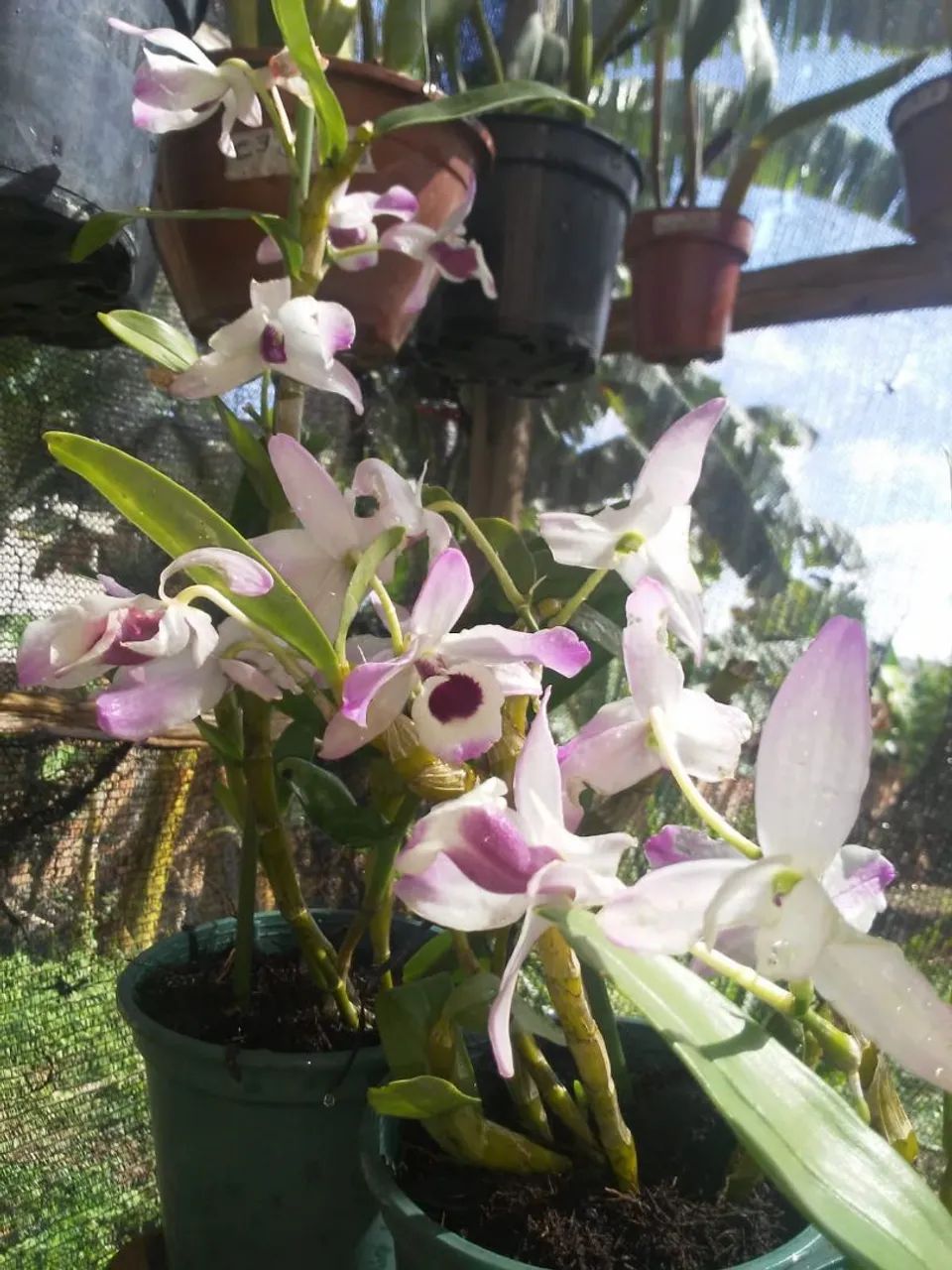 Orquídeas e Cachepots - Foto 5