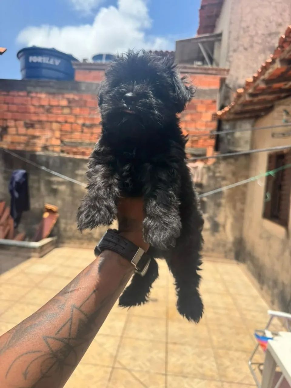 Lhasa apso Venda - Foto 3