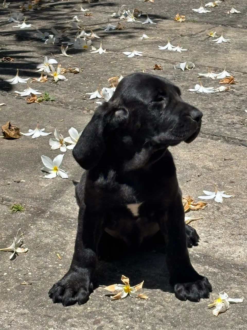 Fila Brasileiro 