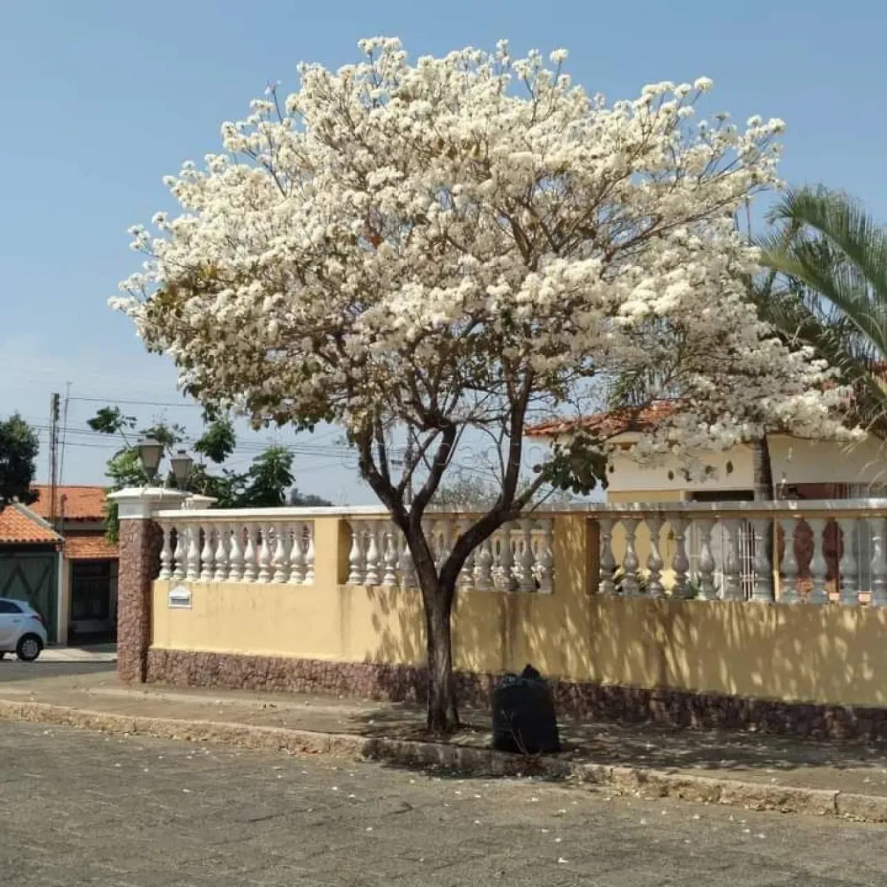 Casa com 4 Quartos e Piscina à venda, 450m² - Garça/SP - Foto 3