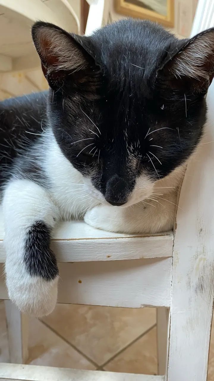 Doação de gatinho  - Foto 3