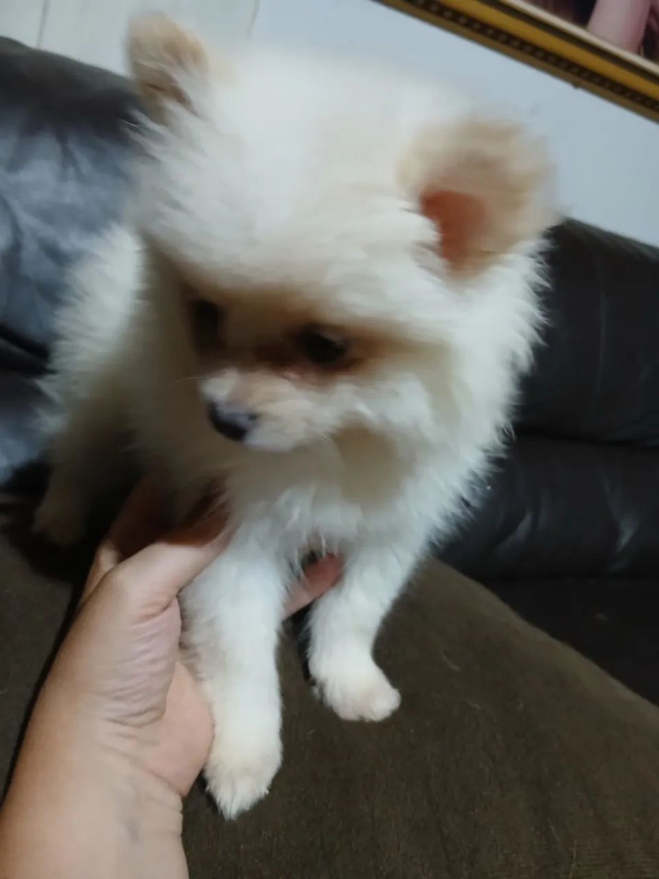 Filhote de Lulu da Pomerânia  - Foto 4