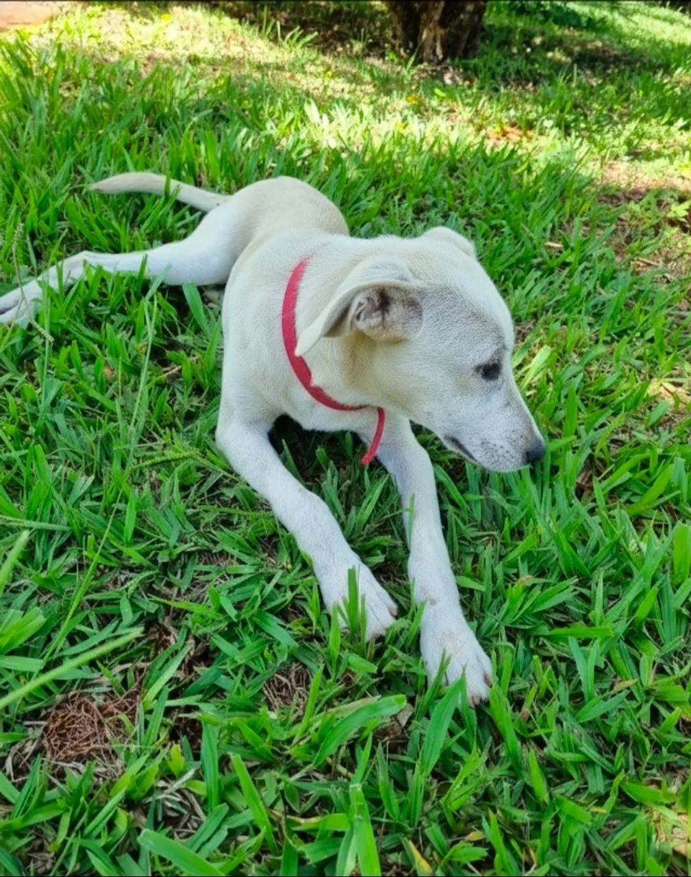 FILHOTE DE CACHORRO RESGATADO - PRECISA DE UM LAR  - Foto 2