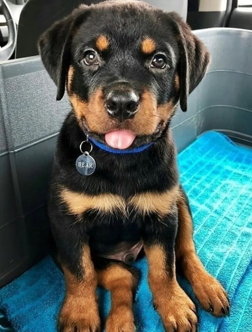 Rottweiler Olhar Que Transmite Verdade