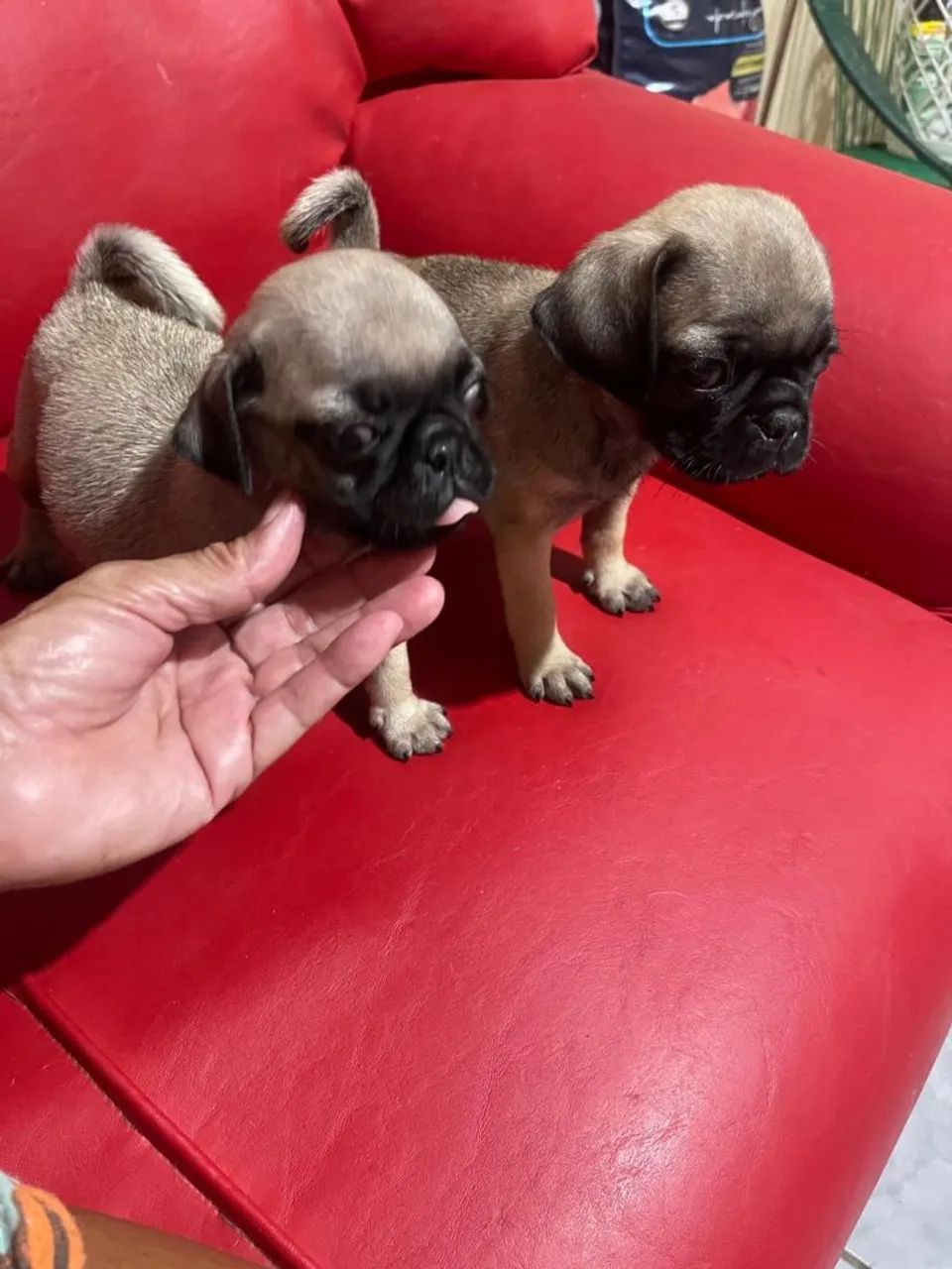 Pug filhotes