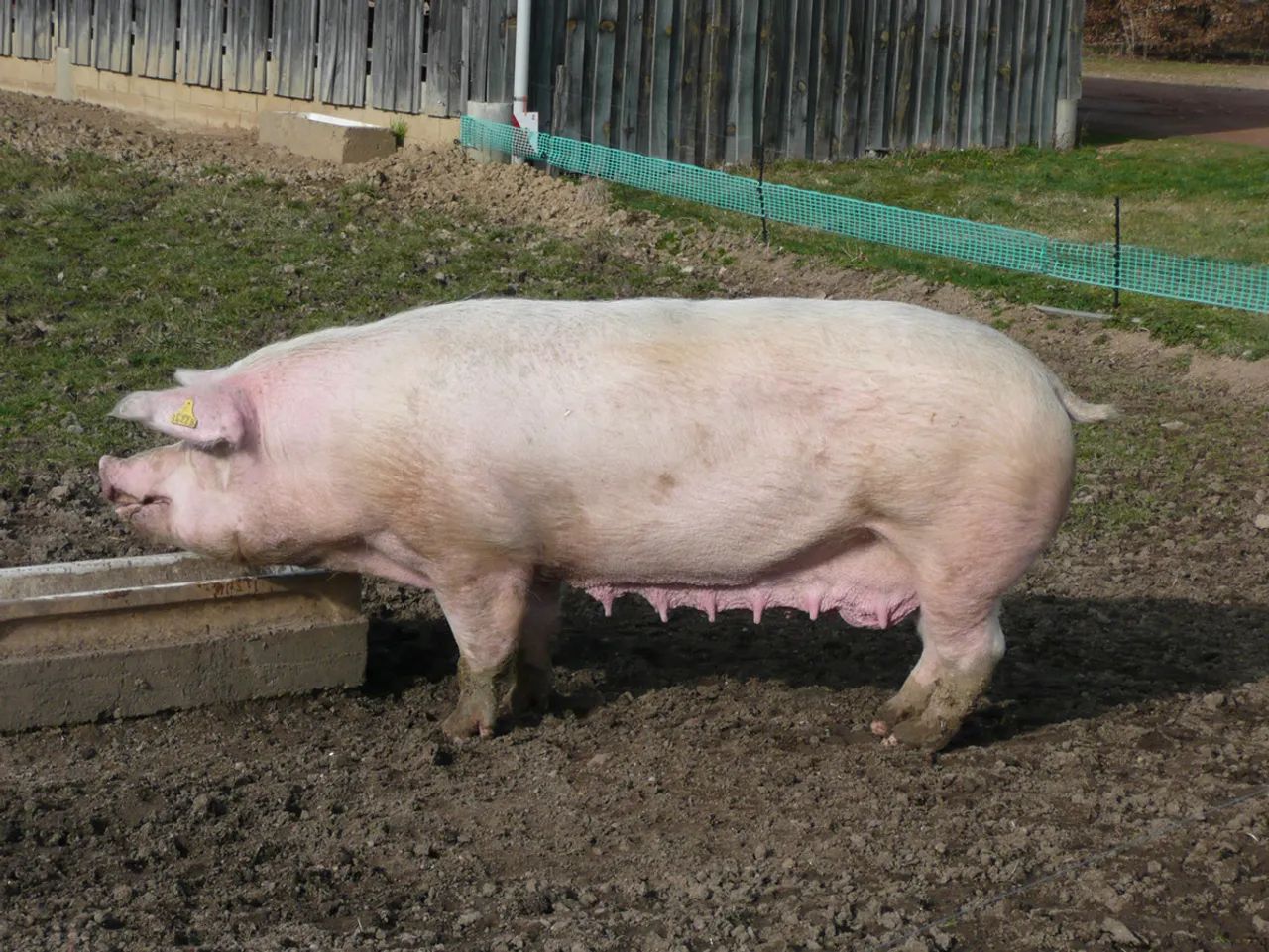 PORCO DE RAÇA LANDRACE
