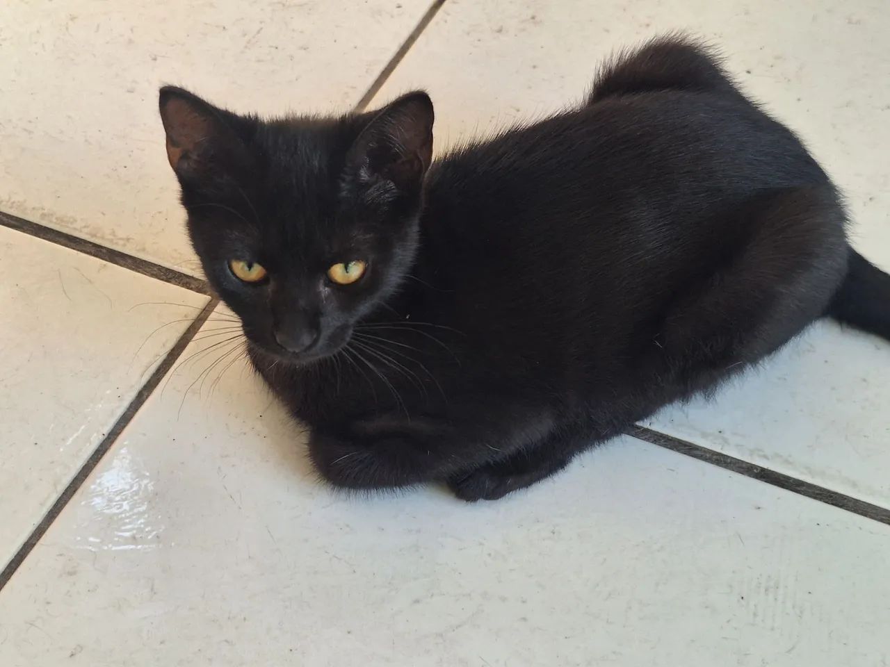 Galera, tô aqui pra ver se alguém se interessa em - Foto 2