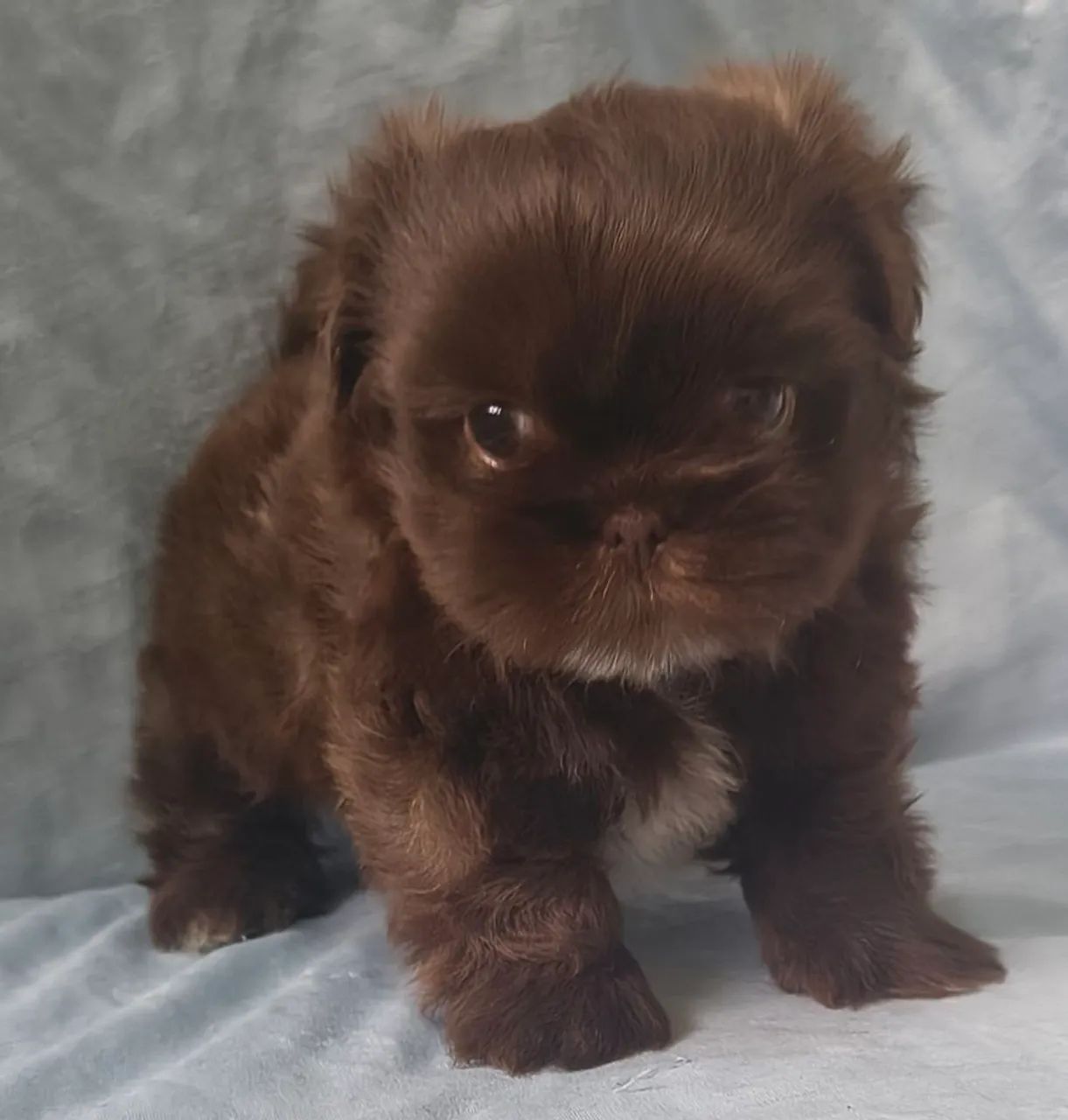 Lindo machinho  de Shitzu disponível 