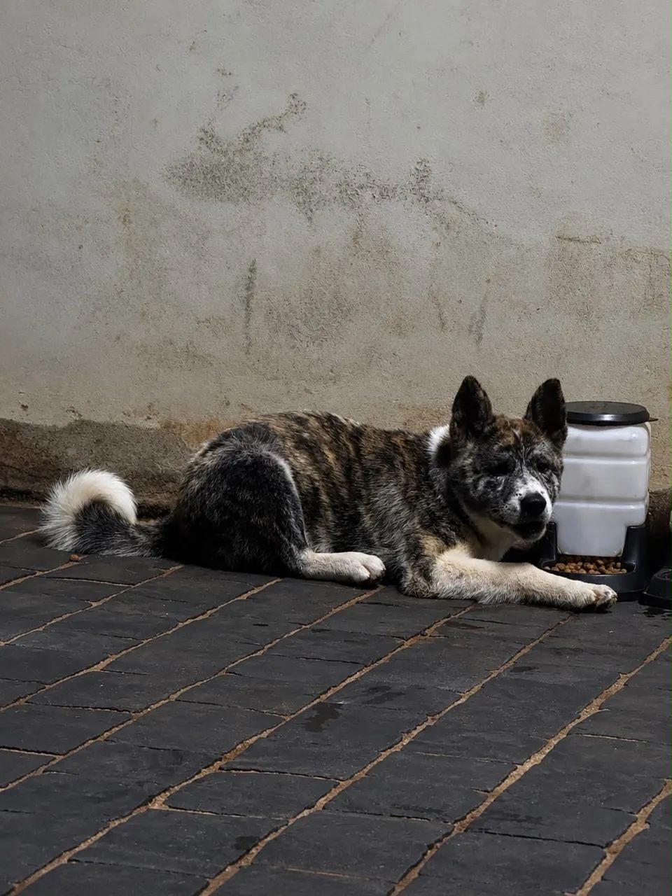 Akita inu  - Foto 5