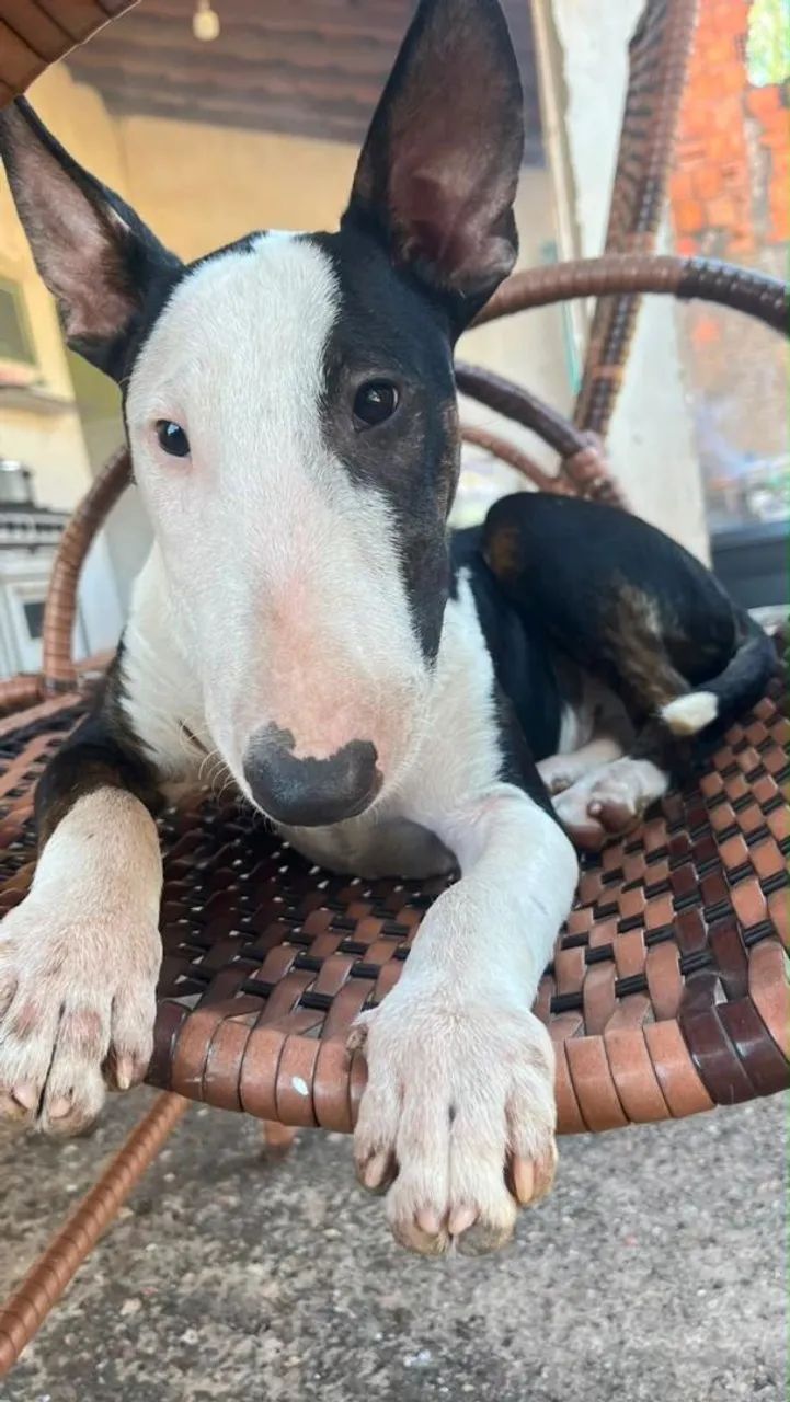 Bulterrier macho - Foto 3