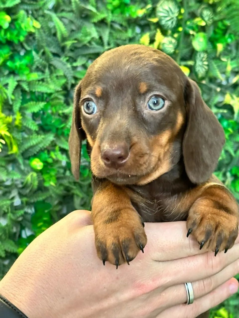 Dachshund olhos claros