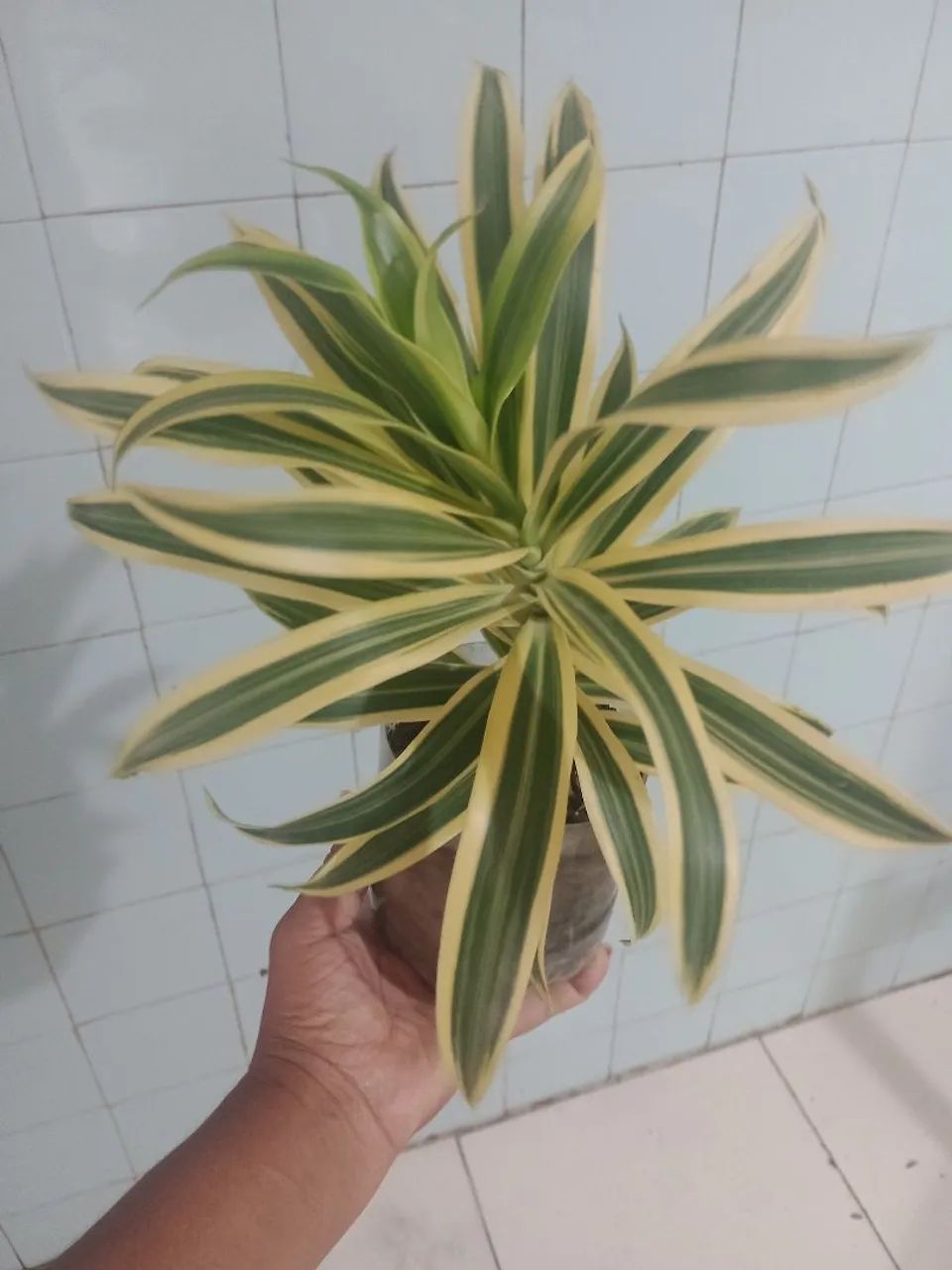 PLANTA - Foto 2